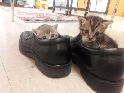 kitten-shoes.jpg