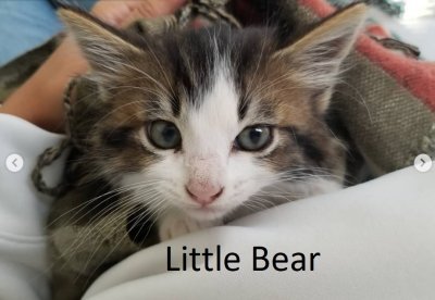 littlebear.jpg