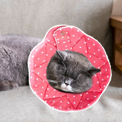 Soft Cone for cats.jpg