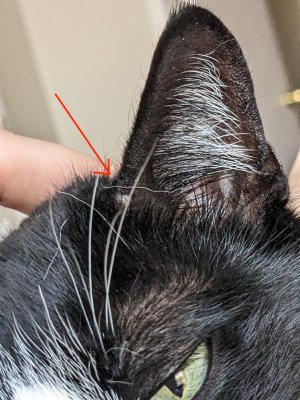 Left ear - small bump.jpg