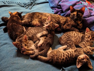 mother & all kittens.jpg