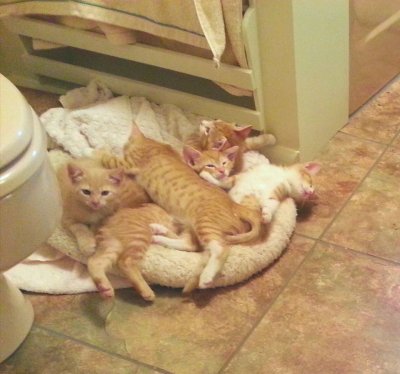 Kitten bundle.jpg