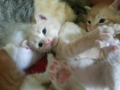 kittens 18.jpg