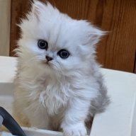Persian_Kitty