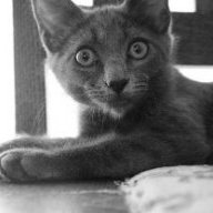 seattle cat