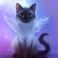 cat angel