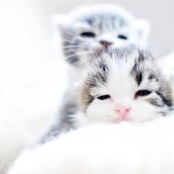 kittensoldier