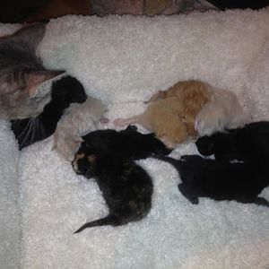 Luna's 9 Kittens