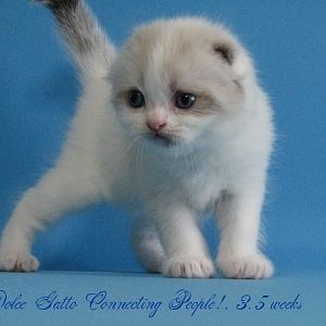 My color point Scottish Fold kittens from my cattery Dolce Gatto