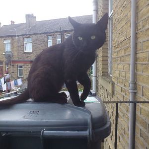 Poor tatty stray affecting resident cat