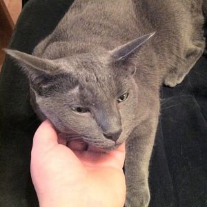 Some Russian Blue in him? Also question about other cat
