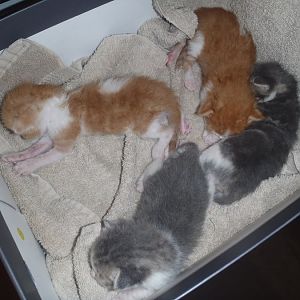 4 ten day old kittens. Come watch me grow!