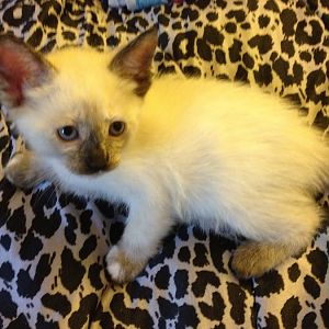 new 6wk old kitten, please help me identify sex! male? female?