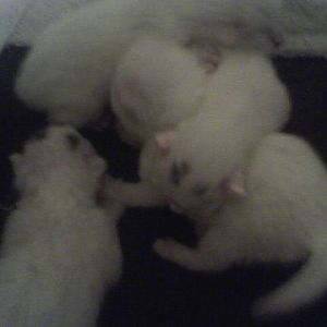 Here is some photos of Polo n her new babies at 49hrs old hope u enjoy n like them ty for all your help