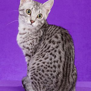 Is my cat Egyptian Mau?