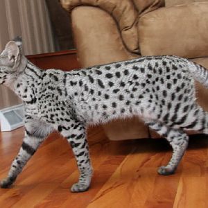 A quick guide to the spotted cat breeds