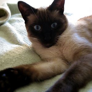 S.O.S Siamese Cat Refuses to Change!