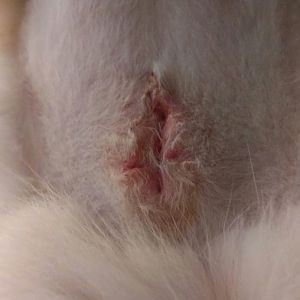 Is my cats incision spot supposed to look like this?