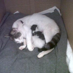 Worried about newborn kittens  - please help!