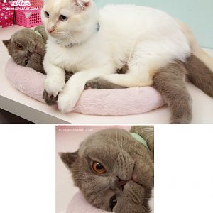 Cute Scottish Fold Cat Blogger =^^=