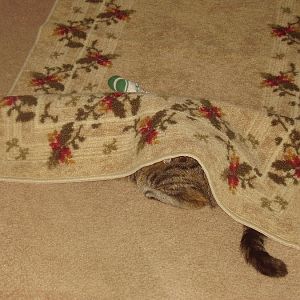 Where is the kitty?