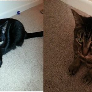 Two loving house cats looking for a home