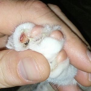 Can anyone tell me what this is?  5 month old kitten with sore paw