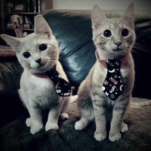 Pepsi and Koopa are ready for business!