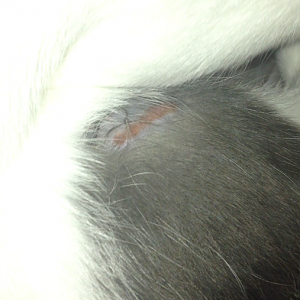 1 y/o female cat has red sores on tops of paws, on her leg and her back along her spine.