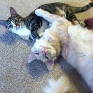 2 adorable cats in need of a very loving home and family