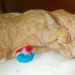 Feline Hepatic Lipidosis Home Treatment ADVICE NEEDED!! - Diagnosed Saturday 11/3/12