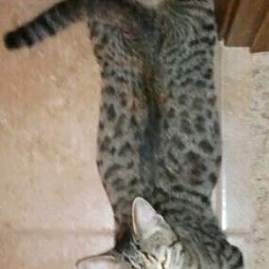 Difference between a Mackeral Tabby vs Egyptian Mau?