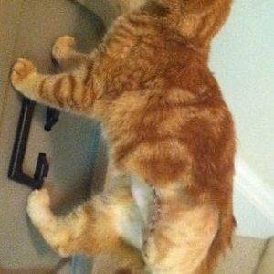 Balance issue in 3 legged cat