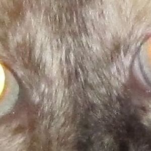 My cat`s eye has a crack that can be seen through the pupil