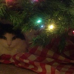 Cat chewing on Christmas tree