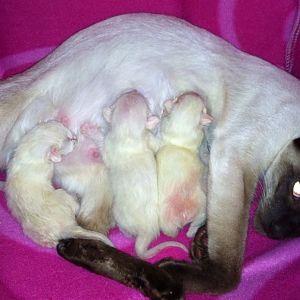 Pickle had her babies today :) yippee