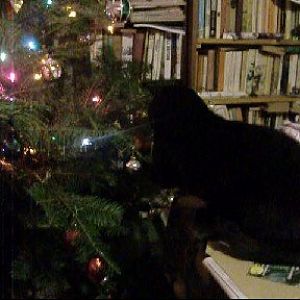 The cat and the tree