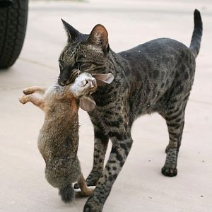 Is it safe for cats to eat wild prey? (including wall rats and squirrels)