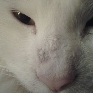 Weird Spot on Cats nose. Any advice?