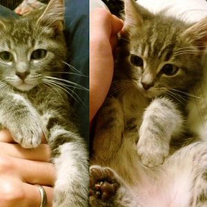 Kittens up for adoption.