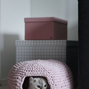 Knitting cat blankets