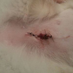 cat spay seepage in the wound.  cant tell if it looks infected