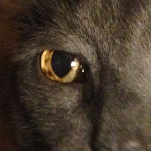 New member: Feline diffuse iris melanoma?