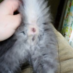 Is my feral kitten a male or female?