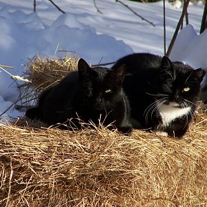 Picture of the Month Contest: Wintertime Cats - January 2013