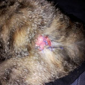 Wound on cat wont heal...help