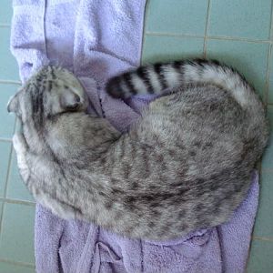 Do coat patterns change as a kitten grows?