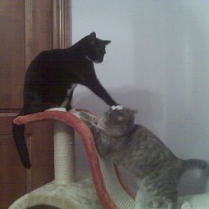 Hooligan and Ruby Soho: The world's pickiest cat.