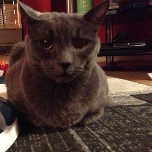 Russian blue, Chartreux??
