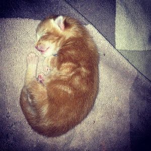 My Cat Gave Birth To One Kitten Yesterday - URGENT QUESTIONS!!!